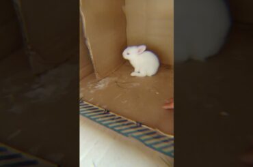 cute rabbit baby #shorts