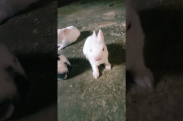 cute rabbit baby #shorts