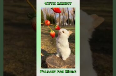 Cute rabbit #animal #rabbit #animallover #shortvideo #like #subscribe