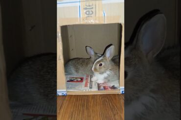 cute rabbit in box|bunny|king#shorts #youtubeshorts #ytshorts #viral #king #rabbit