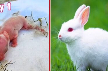 Rabbit Growth | Cute Baby bunny growing Up #animals