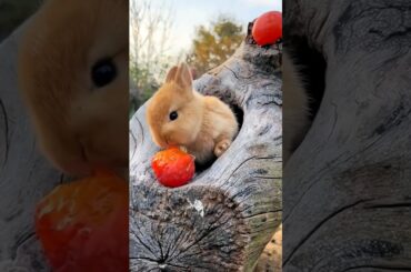 Cute Rabbit Eating Video_Animals Cute Video_Cute Animals Shorts #shorts #trending #animals #rabbit