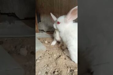 so cute rabbit