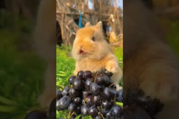 cute baby rabbit#pets #youtubeshorts #ytshort #shorts #shortvideo