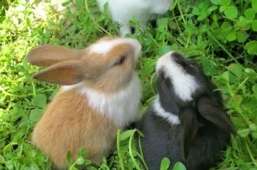 Cute Baby Rabbit - Cute Rabbit - Baby R- Rabbit - Black Rabbit