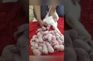 Cute Bunny Giving Birth#shorts