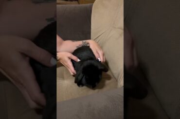 Funny Bunny Cute baby rabbit #viral #shorts