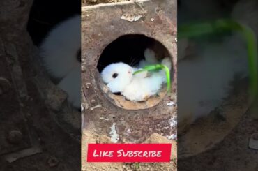 the cute rabbit #rabbit #animals #shortvideo #youtubeshorts #ytshorts
