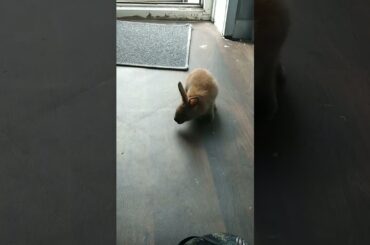 cute baby bunnies video #Short