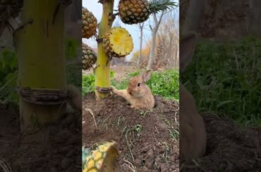 so cute rabbit eating painapple | #shorts #rabbit