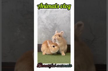 cute rabbits video#animals #rabbit #pets #shorts