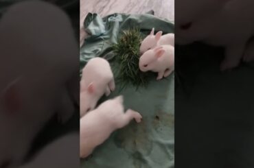 cute baby rabbit/@cutebunnies193