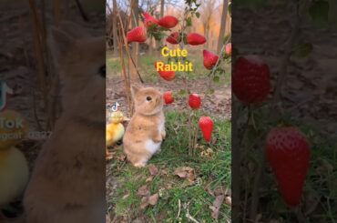 #cute #rabbit #trending #shorts
