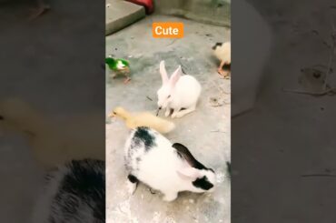 Cute rabbit vs duck baby's eating #viral #shorts