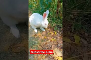 cute rabbit stant#short