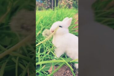 Eating so cute #shorts #cute #rabbit