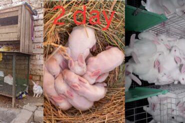 2 day rabbit babies cair || feeding Activities Bunny Rabbit || cute baby rabbit