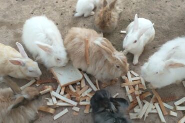 Cute Baby Rabbits Playing,Feeding Activities | Bunny Rabbit (Baby Rabbits)
