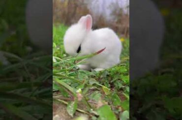 Cute rabbit #shorts
