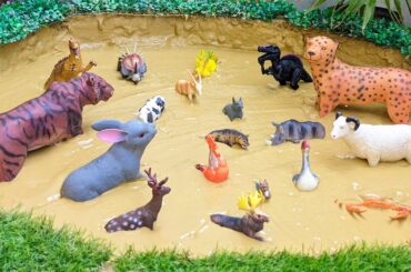 Big African Animals Cheetah Tiger Cute Farm Animals Sheep Rabbit Cow Wild Animals Stuck in Mud