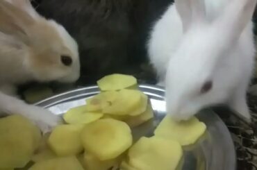 Cute Baby Rabbits Playing | Rabbit Eating Bunny | Rabbit baby rabbits  #rabbit #cuterabbit
