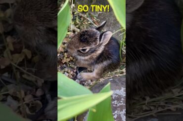 Wild Baby Bunny! #cute #baby #shorts