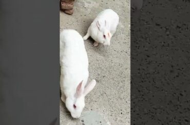 cute baby rabbit chiku beautiful #rabbit #cute #trending #rabbitrabbit #virel #funny #cuterabbit #ba