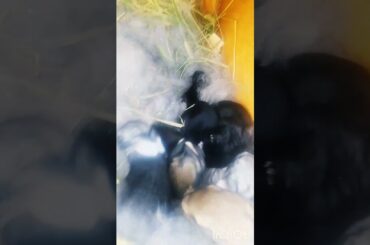 Baby Bunnies!! #baby #animals #cute #bunny #bunnies #shorts