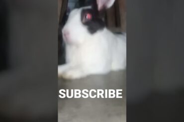 cute rabbit #viralvideo #subscribe
