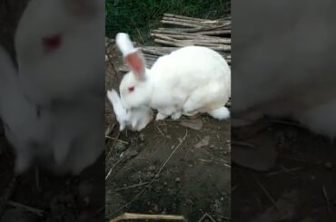 Disobedient mother teach me