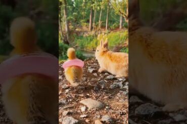 A cute bunny and chick are enjoying themselves || cute bunny and chick short video #shorts