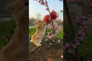 cute rabbit short|cute bunny videos|#shorts #youtubeshorts #rabbit