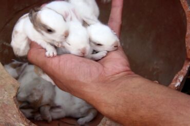 Rabbit mom giving birth 5 cute bunny#viral #bunny #rabbit