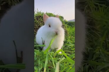 Cute rabbit video #cute #funny #video