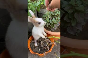 Baby bunny tricks #shortsfeed #khargosh #rabbit #bunny #jharkhand