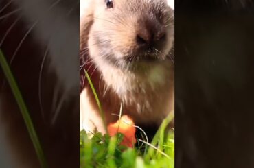 Cute rabbit video #shorts