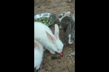 Cute Baby Rabbits Playing | Rabbit Eating Bunny | Rabbit baby rabbits  #rabbit #cuterabbit