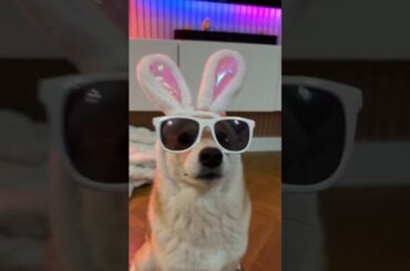 Bunny Doge wants to dance with you