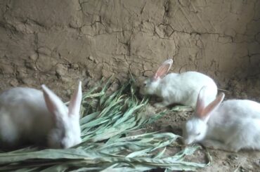 Cute Baby Rabbits Playing | Rabbit Eating Bunny | Rabbit baby rabbits #rabbit #cuterabbit