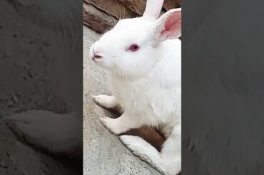 cute baby rabbit #rabbit #cute #rabbitrabbit #trending #virel