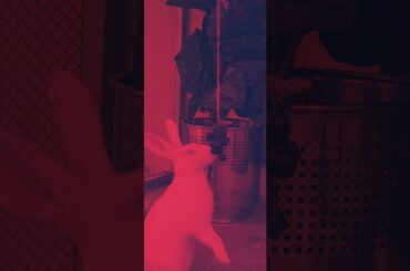 Cute Rabbit eating grapes #cute #rabbit #grapes #youtubeshorts #nature #wildlife #shortfeed #shorts