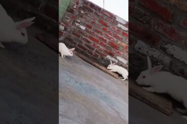 #cute #rabbit #trending