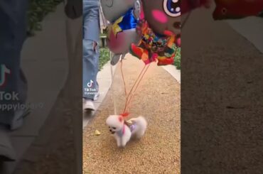 Cute #baby #rabbit #rabbitfarming #bunny #funny #bye #bay