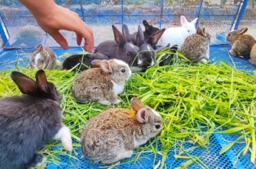 Happy Baby Rabbits | Peaceful baby rabbits - cute rabbit