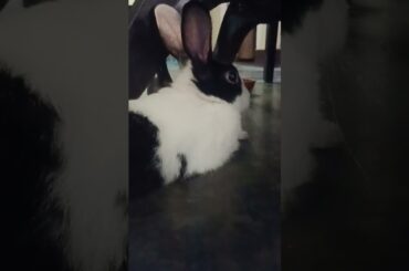 cute rabbit #rabbit #cutebunny #bunny #cuterabbit #rabbitrabbit #cutepet #cute