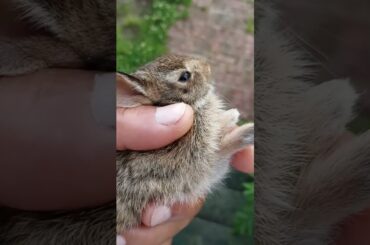 cute little baby bunny release