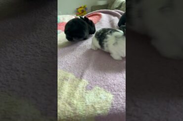 Cute baby bunnies!!!