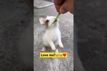 So cute baby bunny #shortsfeed #cutebunny #khargosh #10secondvideo