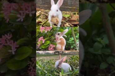 Cute bunnies at home #shortsfeed #rabbiteating