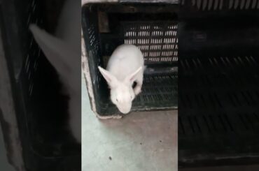 Cute Rabbit #shorts #viral #trending #khargosh #cute #animals #comedy #pets #tiktok #youtubeshorts